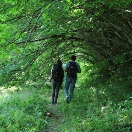 Giveaway: Family Forest Bathing Experience with Be Forest