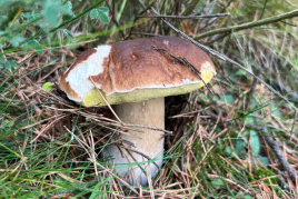 Les meilleurs restaurants du Ripollès pour manger des champignons