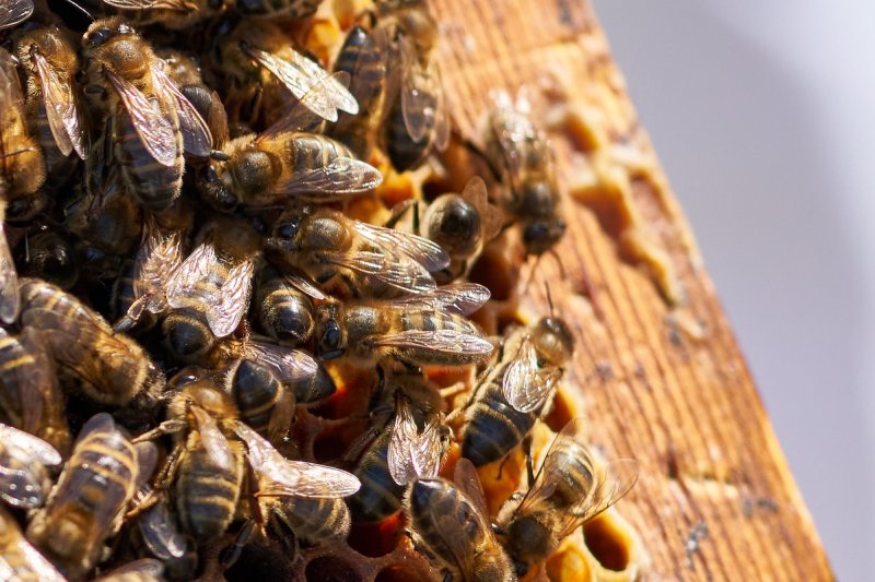 Beekeepers for a day, Empordà Beekeepers (_ism1380)