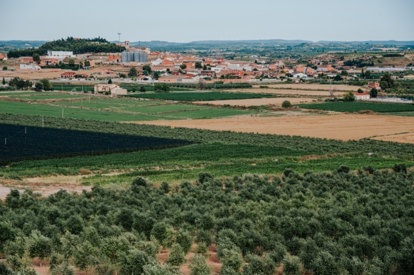 Guided Tours with Arbequina Oil Tasting (Poble)