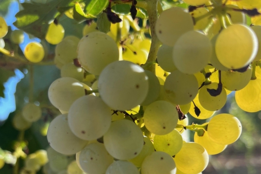 Dégustation de vins blancs et rosés du Montsant Nord au Domaine des Gritelles (07 Vinya)