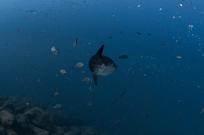 Voyages de plongée avec Odysea Diving Center (Biotop7 2)