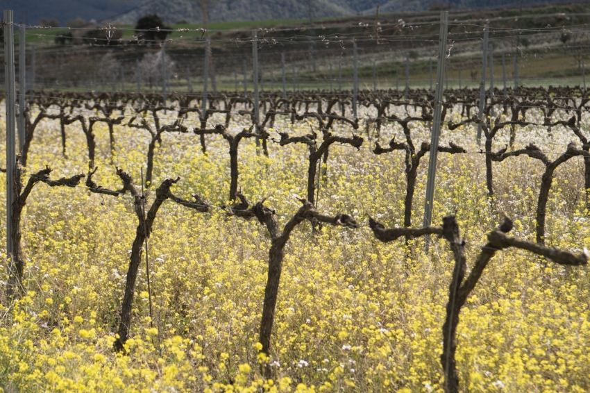 Visit to the vineyards with Premium tasting at the Falset Marçà Cooperative (Etim31)