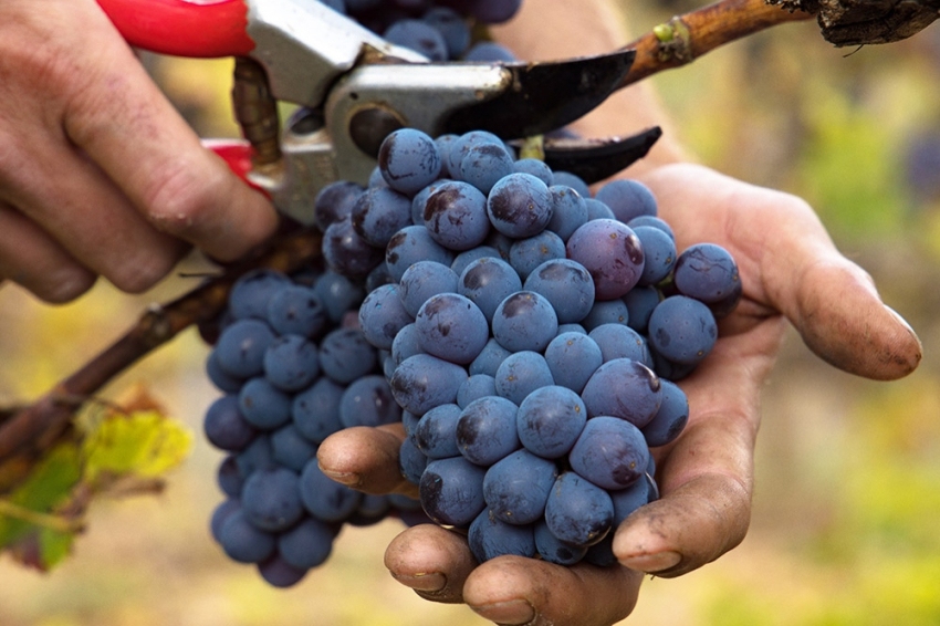 Harvest experience at the Falset Marçà Cooperative! (Verema Ma)