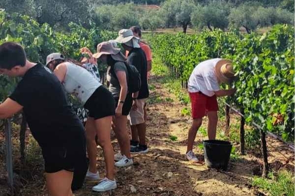 Harvest experience at the Falset Marçà Cooperative! (Productes Web 600 600 )