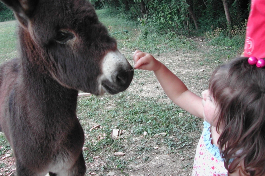 Actividades para toda la familia - Can Banal Natural Camping (Can Banal Saskia Y Burrito_1)