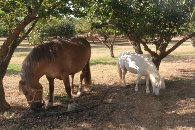 La Castañada au Camping Ecocamp Vinyols (Ponis)