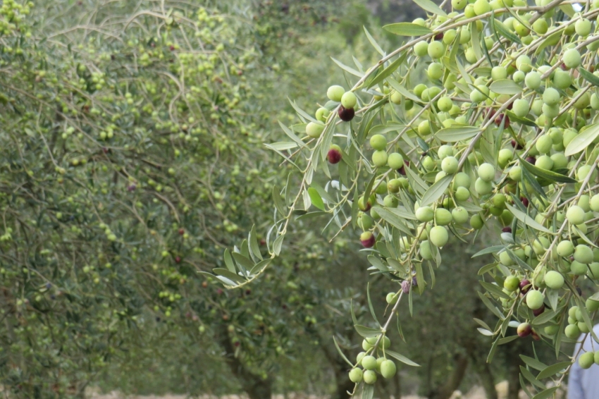 Fiesta del aceite nuevo en la Serra d'Almos (01 Img 1215)