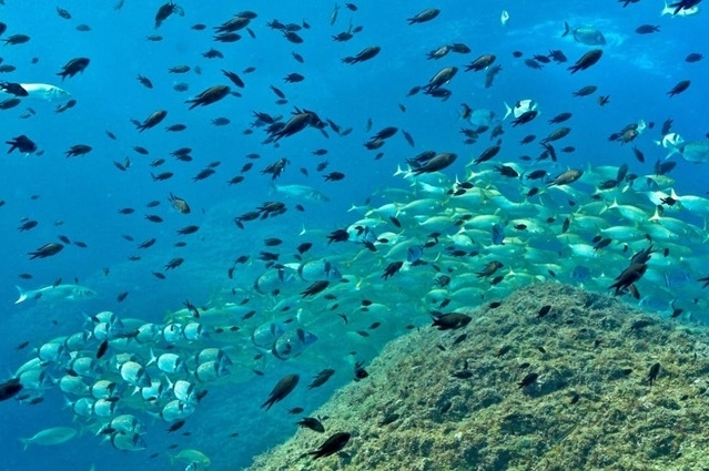 Escuelas: Día activo, Parque Natural del Montgrí, Islas Medes y el Baix Ter (145 Med)