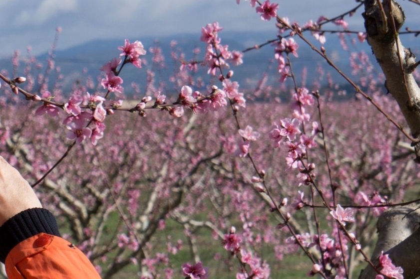 Floració a la Ribera d'Ebre amb Tarvitur Visites Guiades (Ben Floracio 2018 17)