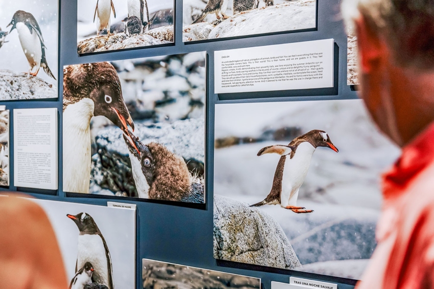 Exposition immersive sur l'Antarctique à la CG Gallery Lloret (709a4937)