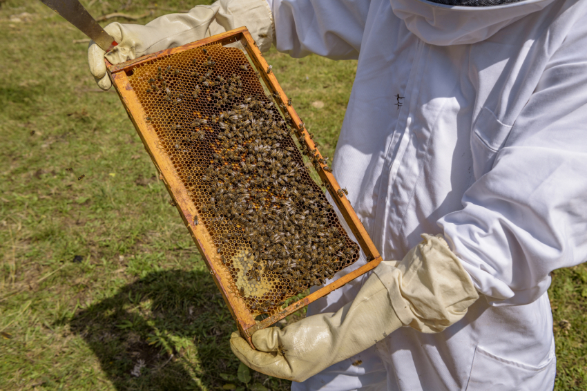 Be a beekeeper for a day! - Mel La Caseta (_dsc1600_jpg_alta)