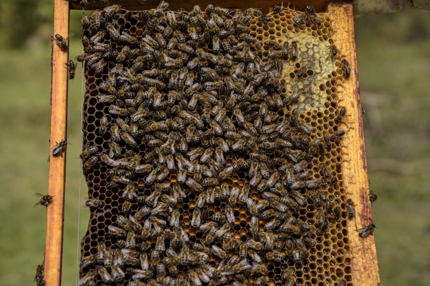 Be a beekeeper for a day! - Mel La Caseta (_dsc1607_jpg_alta)