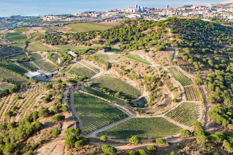 Visite et dîner avec accord mets et vins de saison - Art Laietà Winery (Orienteering)