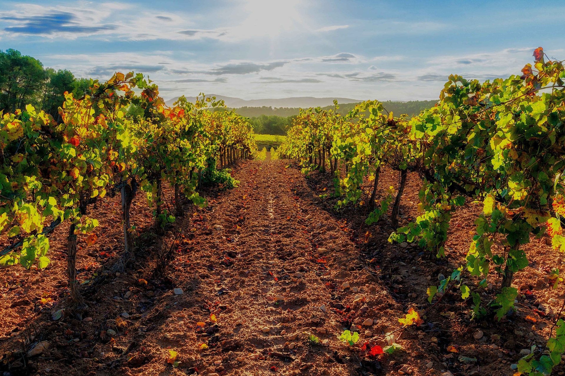 The Castellot, the watchtower of the Marca del Penedès - Trekultura (2026 Trk Penedes Castellot 2)