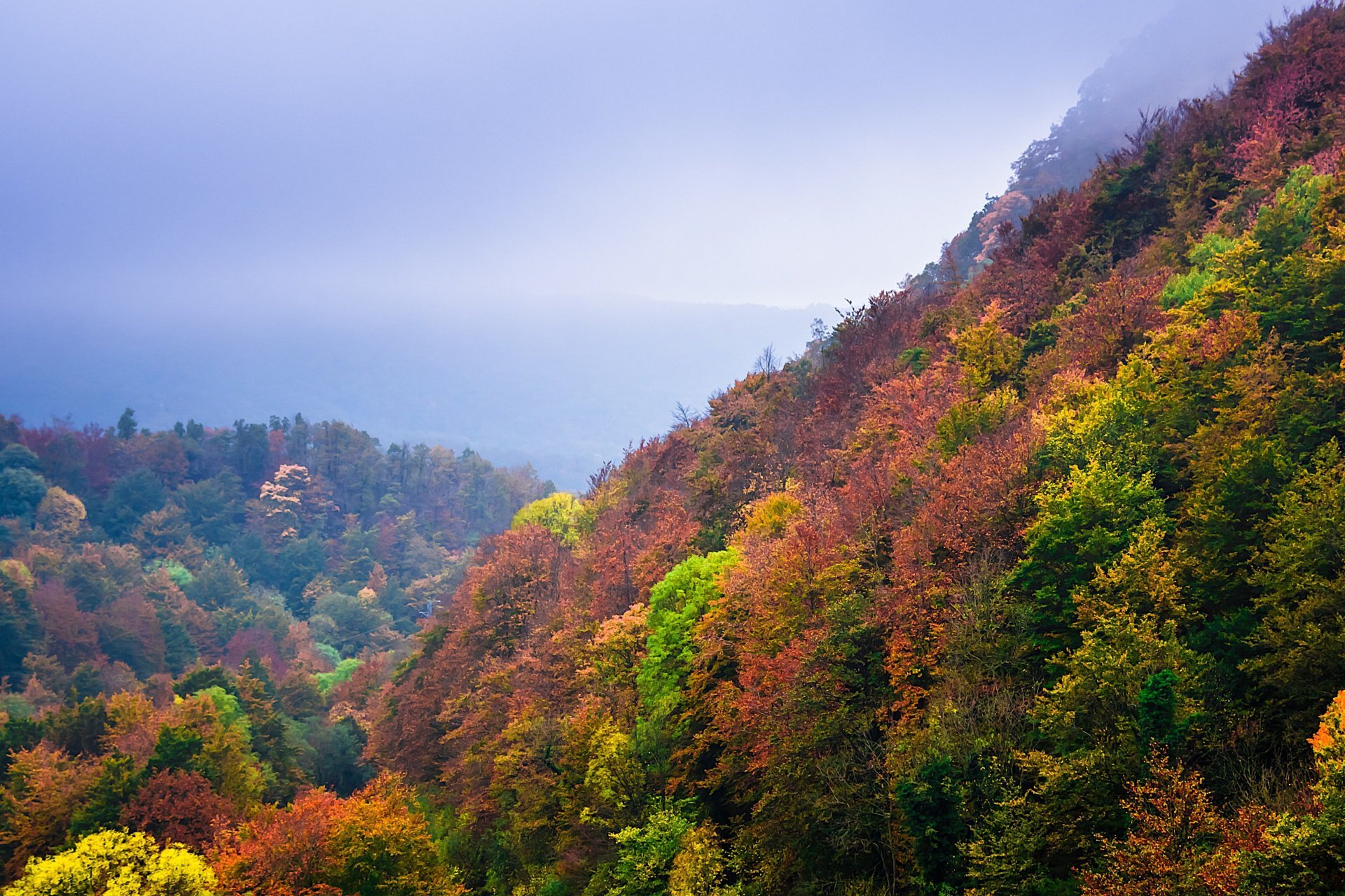 Autumn colors in the Grevolosa beech forest - Trekultura (2026 Trk Grevolosa Red 2)