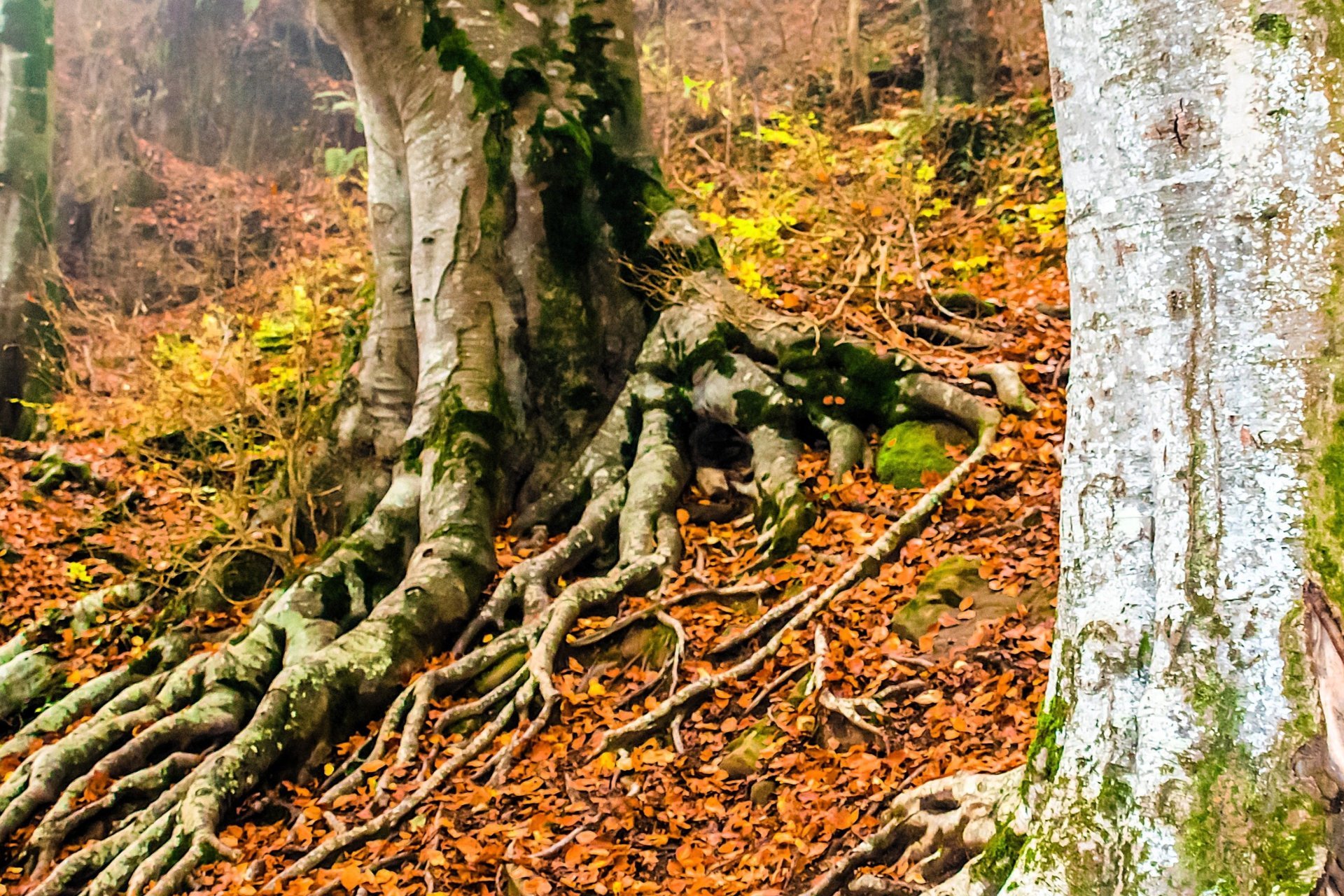 Autumn colors in the Grevolosa beech forest - Trekultura (2026 Trk Grevolosa Red 5)
