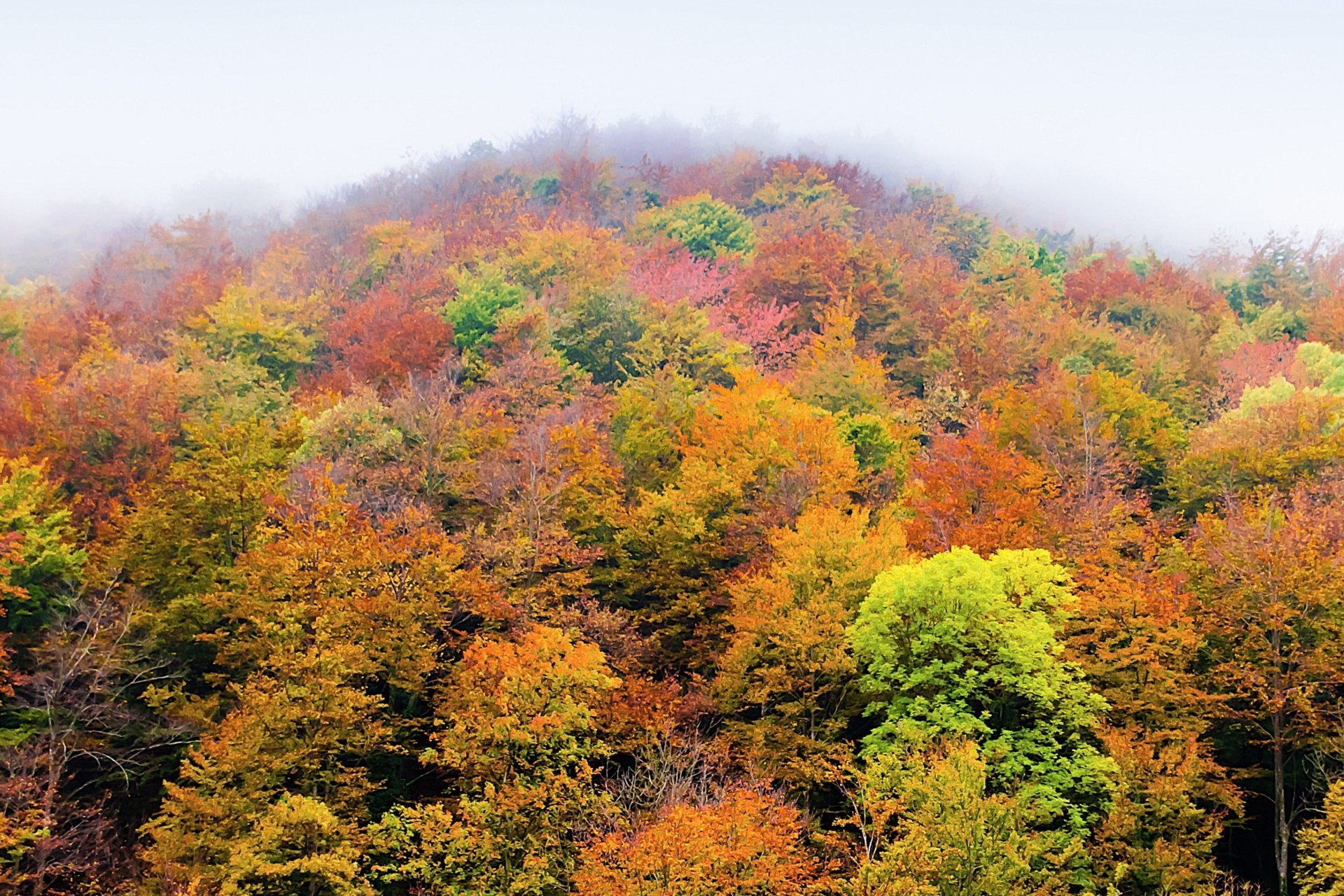 Autumn colors in the Grevolosa beech forest - Trekultura (2026 Trk Grevolosa Red 6)