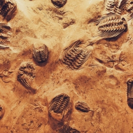 Talk about fossils in Perafita