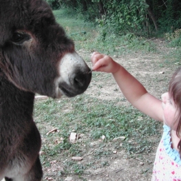 Activitats per a tota la família - Can Banal Natural Càmping