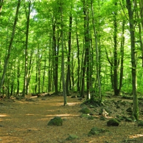 Day trip to La Fageda d'en Jordà by carriage and visit to the&#8230;