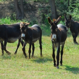 Comment visiter et soigner les animaux du Camping Naturel Can&#8230;