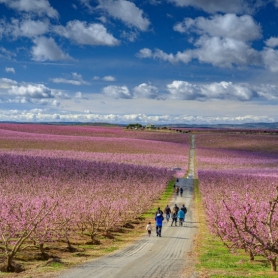 Els presseguers en flor d'Aitona. "El mar de flors Rosades",&#8230;