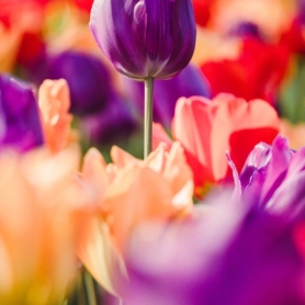 Tulipes en fleurs avec Apollo Travel