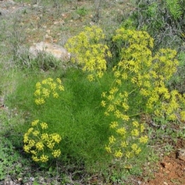 Medicinal plants in Cardedeu: Nature walk