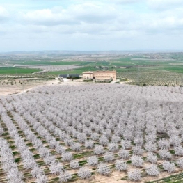 Almond trees: the first flowering with Mas de Colom
