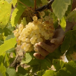 Harvest Time in a Paraje Vineyard with Vins El Cep