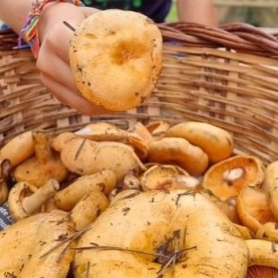 Sortie de reconnaissance des champignons au Càmpng el Solsonès