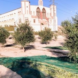 Live the experience of being a farmer among olive trees at Mas&#8230;