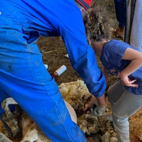 Venez à Peralda Mas Marcè pour tondre les moutons!