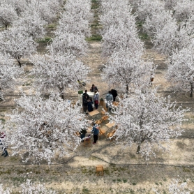 Les amandiers: la première floraison au Mas de Colom, Casa&#8230;