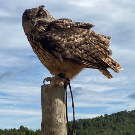 Birds prey flight in the vineyard & farmhouse breakfast, Bodegas&#8230;