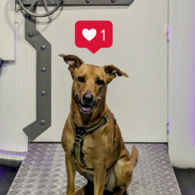 Escape room avec votre chien avec Cronologic Escape Room!