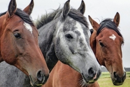 Enoturismo y ruta a caballo en la Bodega Miquel Jané