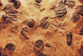 Charla sobre fósiles en Perafita