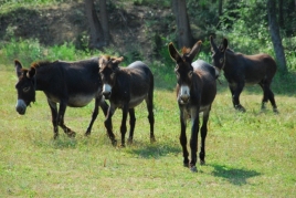 How to visit and care for the animals at Can Banal Natural Camping