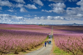 The peach trees in bloom of Aitona. The sea of pink flowers,…