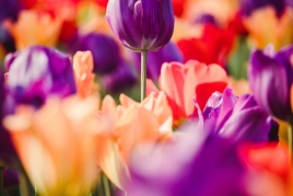 Tulips in bloom with Apollo Travel