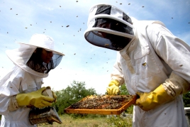 Beekeeping Experience in Mont-Rebei