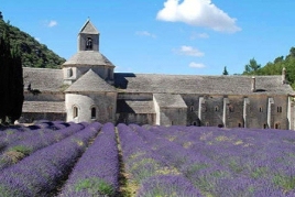 4 Days - Lavender fields, Provence from Avignon