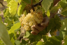 Temps de récolte dans un vignoble de Paraje avec Vins El Cep