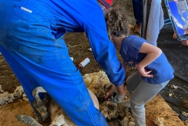 Venez à Peralada Mas Marcè pour tondre les moutons!