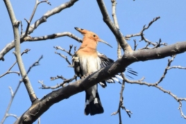 Sorties ornithologiques au Parc Samà les 19 et 26 janvier 2025