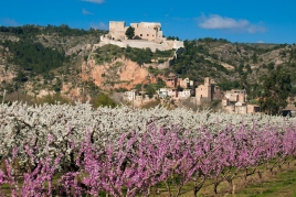 Floración en la Ribera d'Ebre con Tarvitur Visitas Guiadas