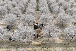 Los almendros: la primera floración con Mas de Colom, Casa…