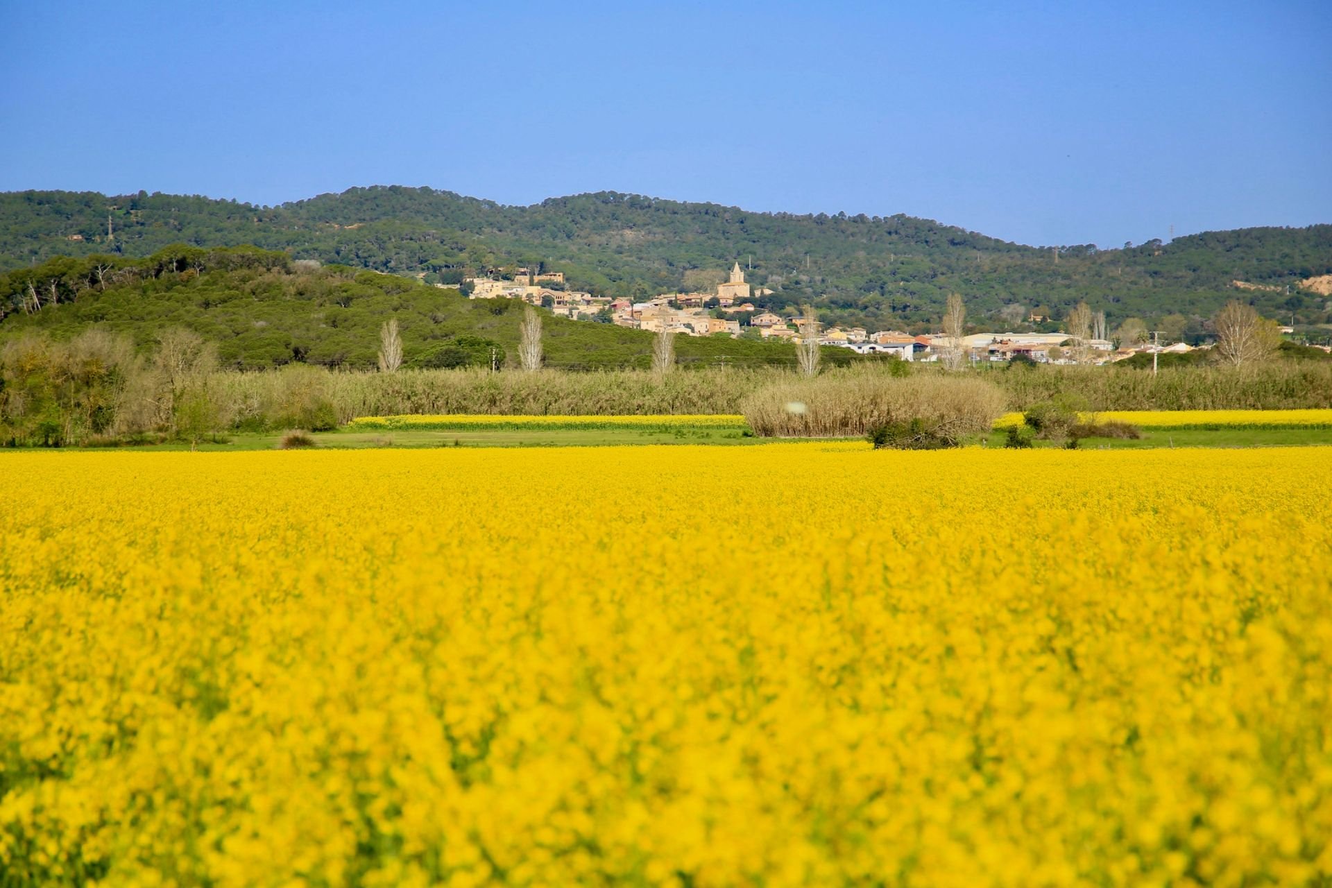 Mont-Ras (Primavera Groga_ Miquel Galceran Radresa)